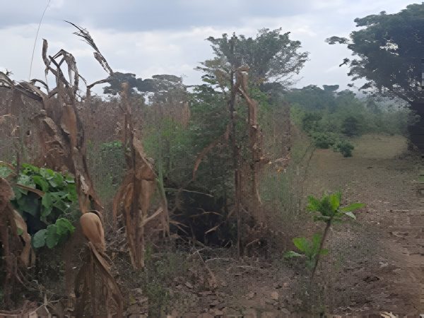 Bulamu Estate